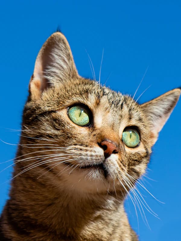 The Scholar - original photo