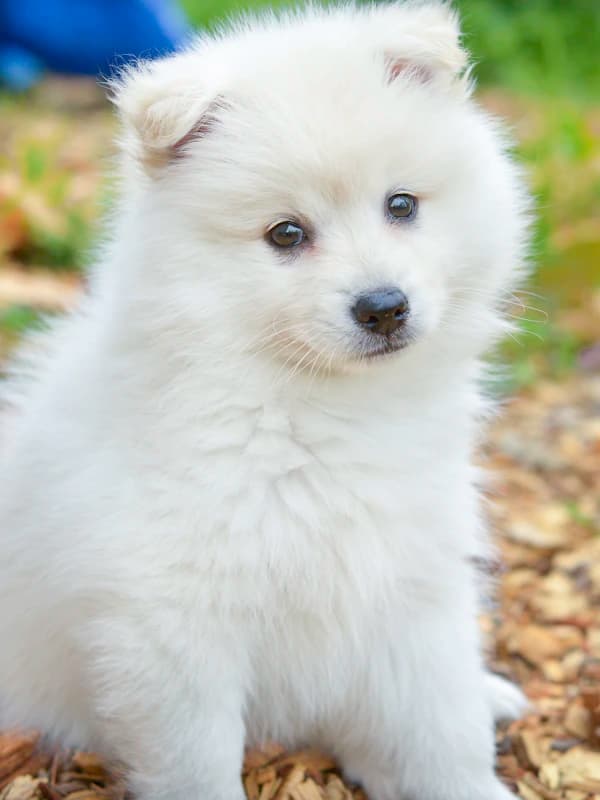 The Prince - original photo