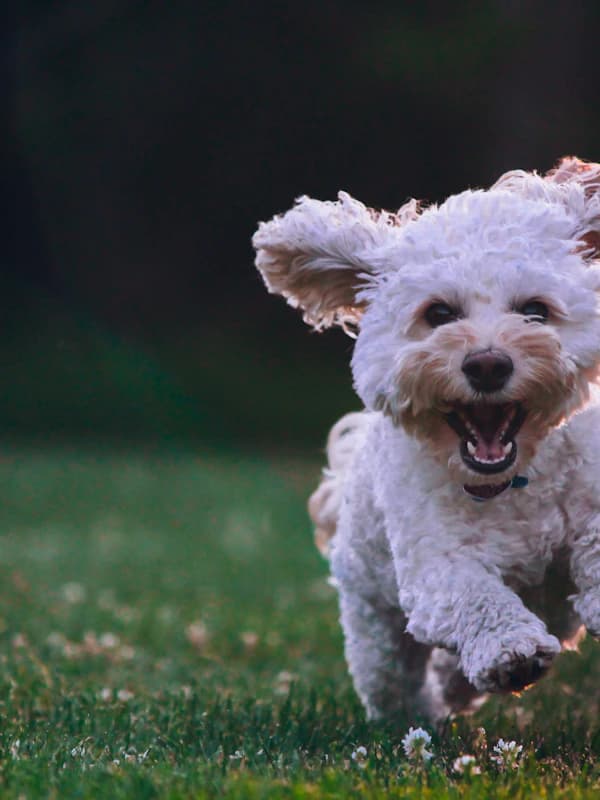 The Astronaut - original photo