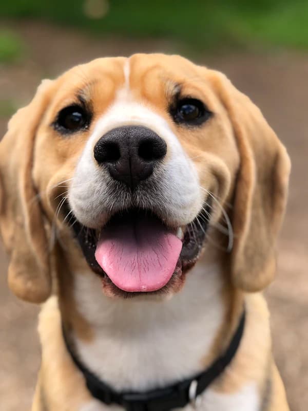 The Renaissance Queen - original photo