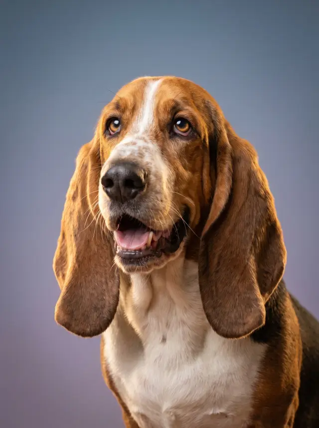 Basset Hound as The Modern Portrait, custom pet portrait