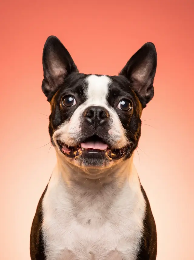 Boston Terrier as Colour Field, custom pet portrait