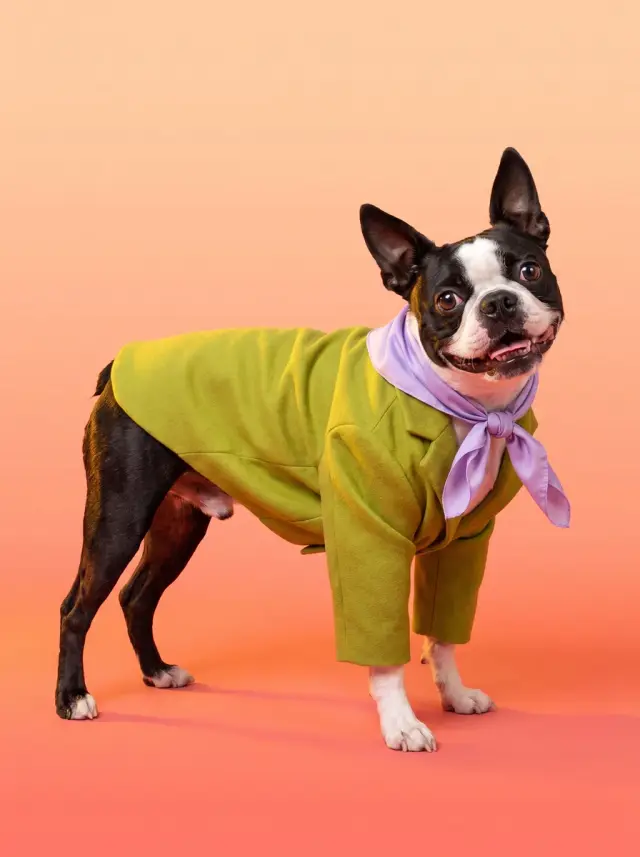 Boston Terrier as Colour Story, custom pet portrait