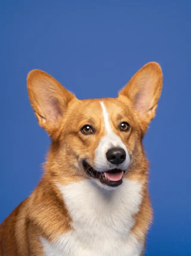 Colour Field, shown on a Pembroke Welsh Corgi