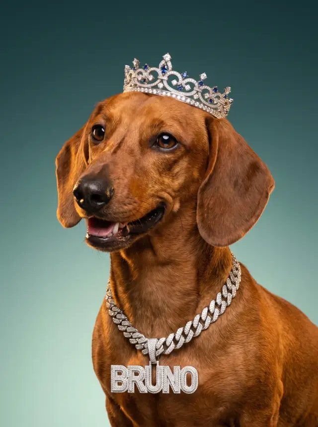 The Nameplate, shown on a Dachshund