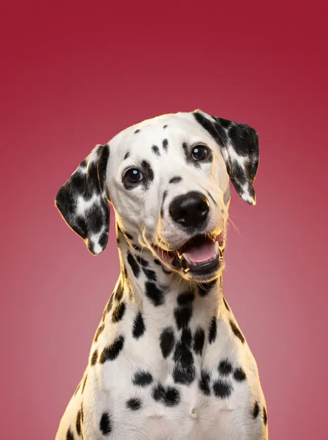 Dalmatian as Colour Field, custom pet portrait