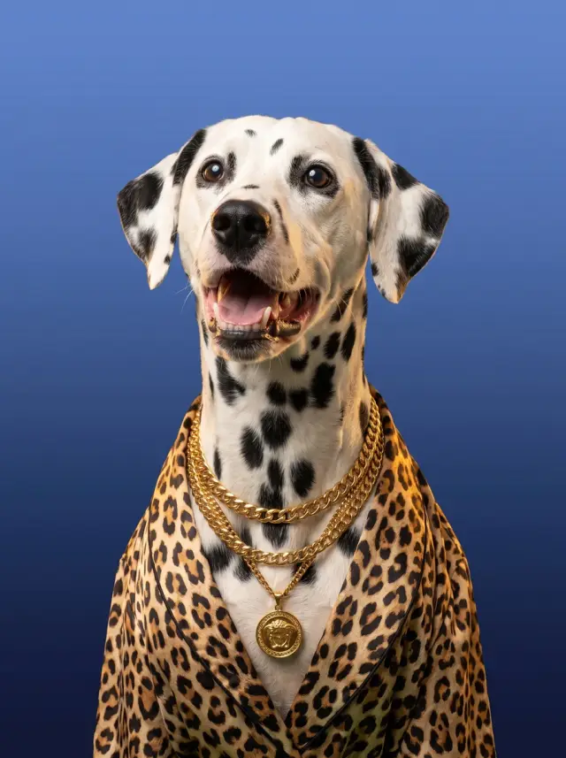 Dalmatian as Baroque Gold, custom pet portrait
