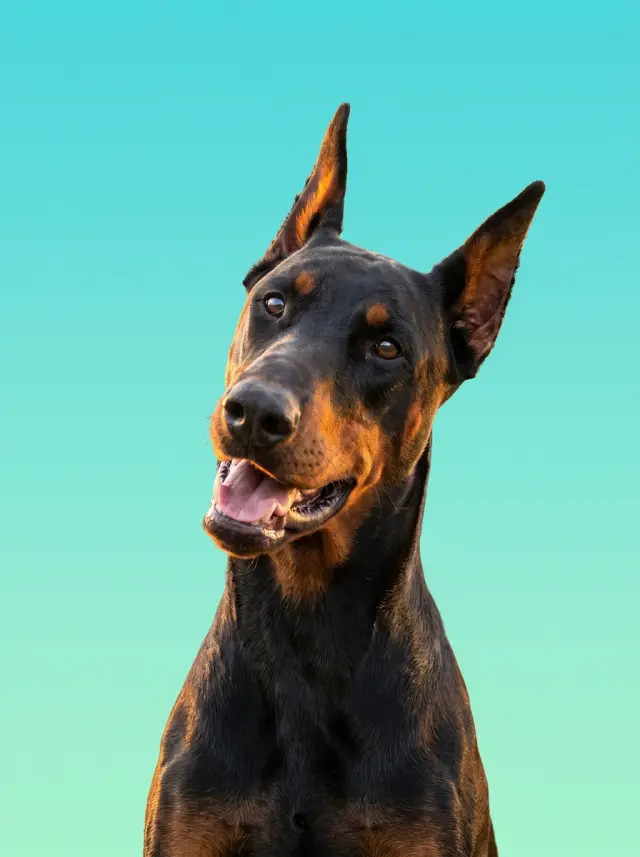 Doberman as Colour Field, custom pet portrait