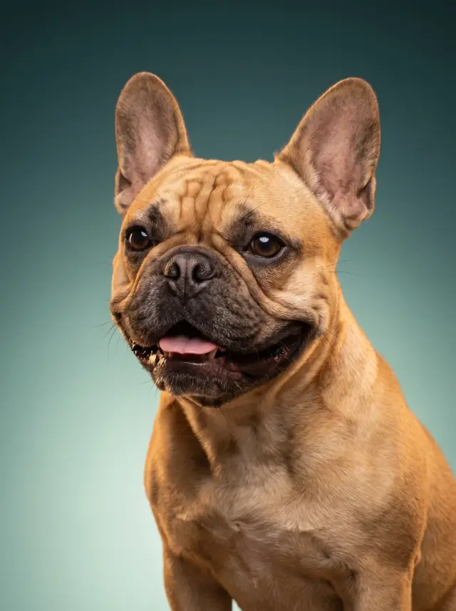 The Modern Portrait, shown on a French Bulldog