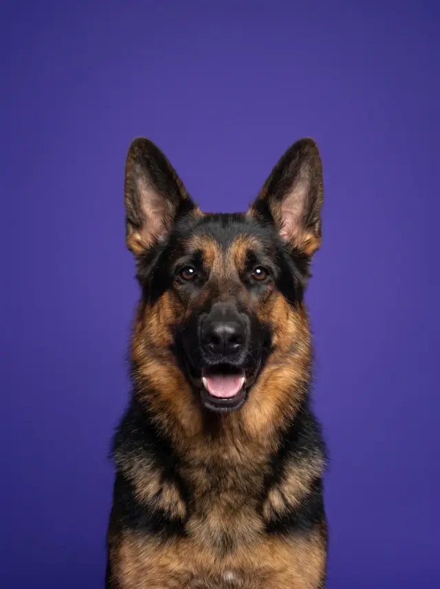 Colour Field, shown on a German Shepherd