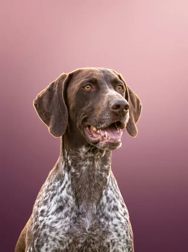 German Shorthaired Pointer as Colour Field, custom pet portrait