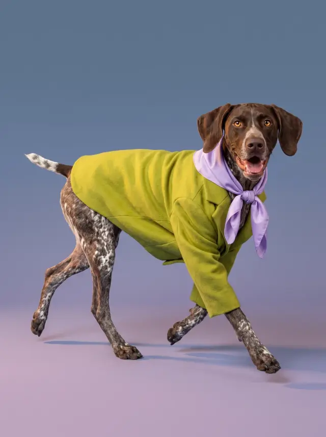 German Shorthaired Pointer as Colour Story, custom pet portrait