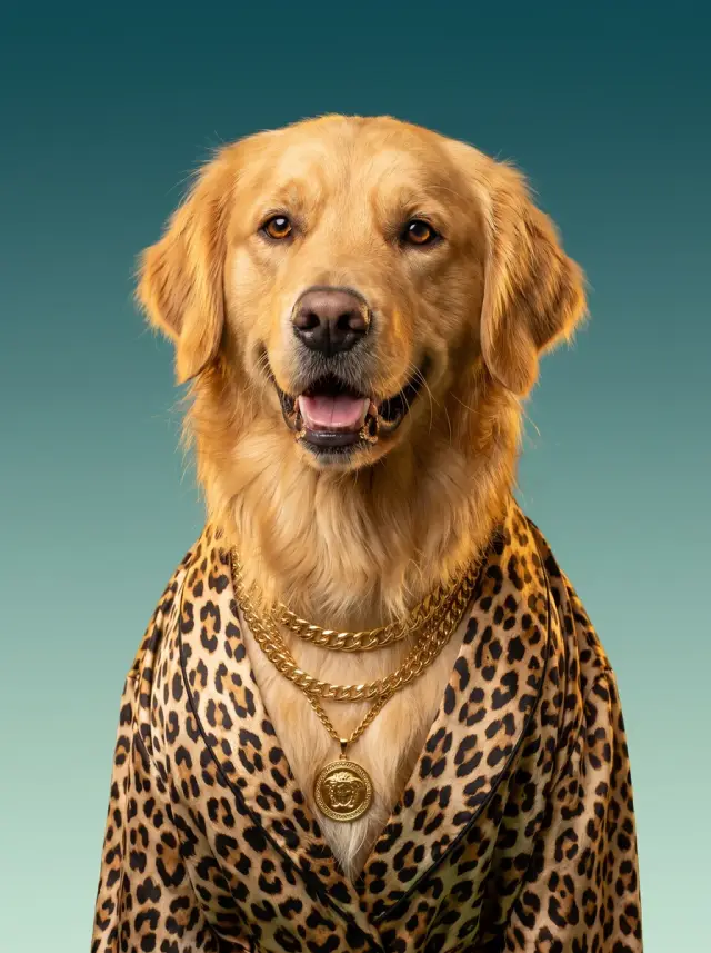 Baroque Gold, shown on a Golden Retriever