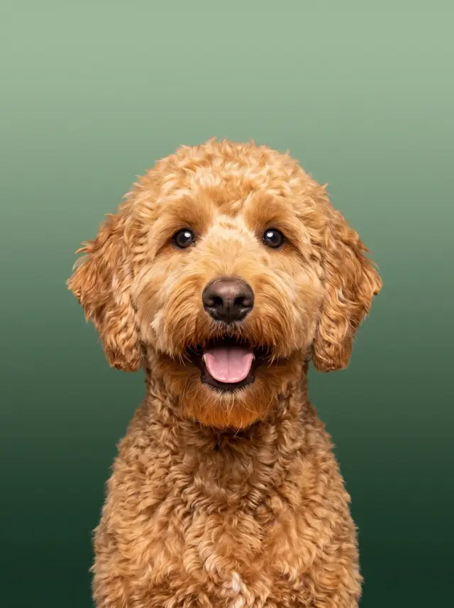 Goldendoodle as Colour Field, custom pet portrait