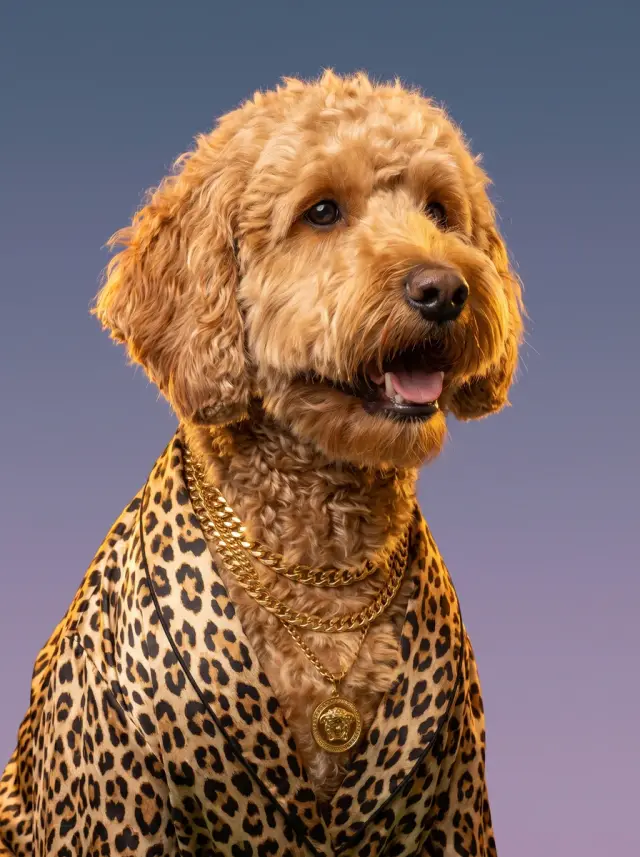 Goldendoodle as Baroque Gold, custom pet portrait