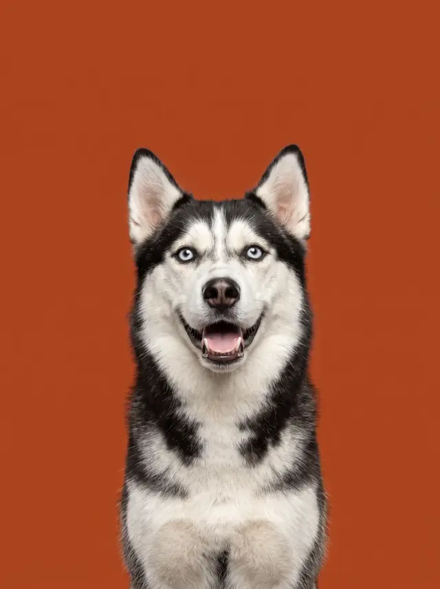 Colour Field, shown on a Siberian Husky