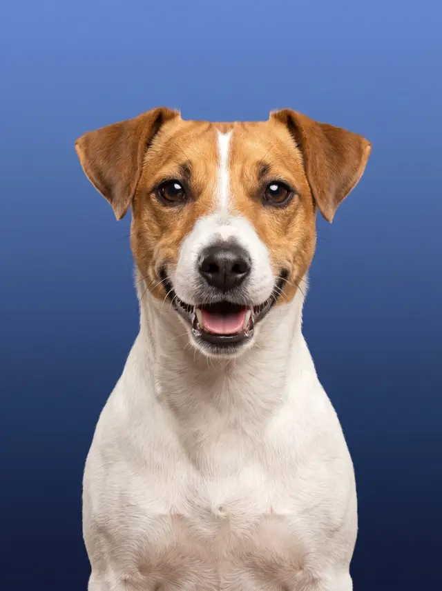 Jack Russell as Colour Field, custom pet portrait