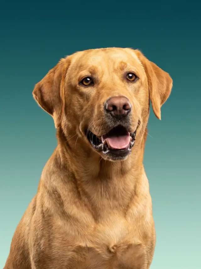 Labrador Retriever as Colour Field, custom pet portrait