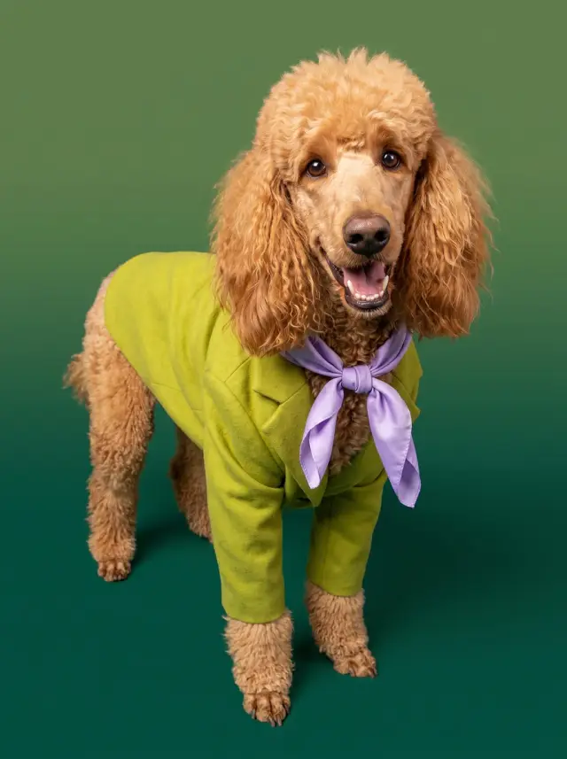 Poodle as Colour Story, custom pet portrait