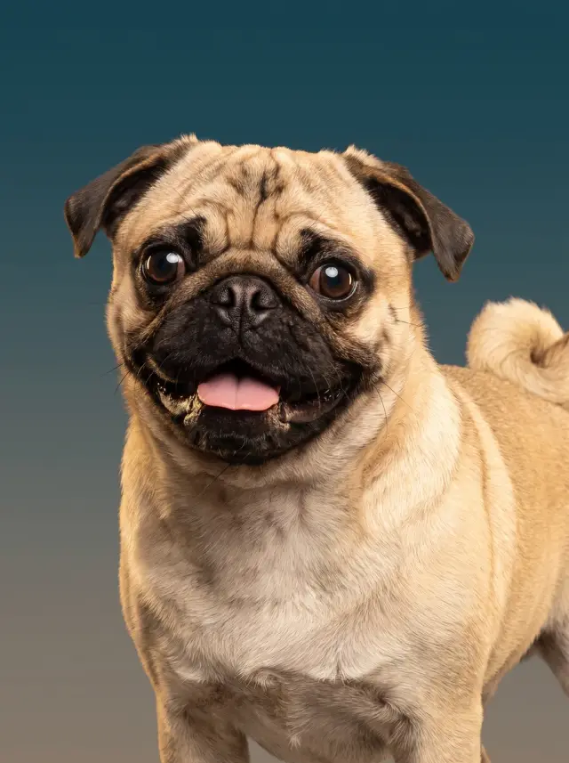 Pug as Colour Field, custom pet portrait