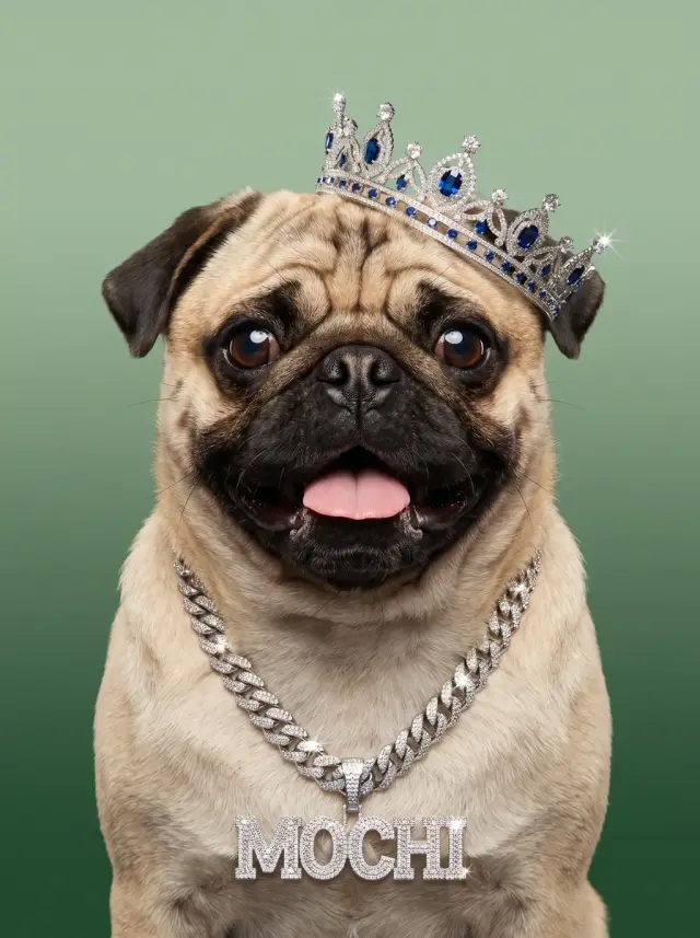Pug as The Nameplate, custom pet portrait