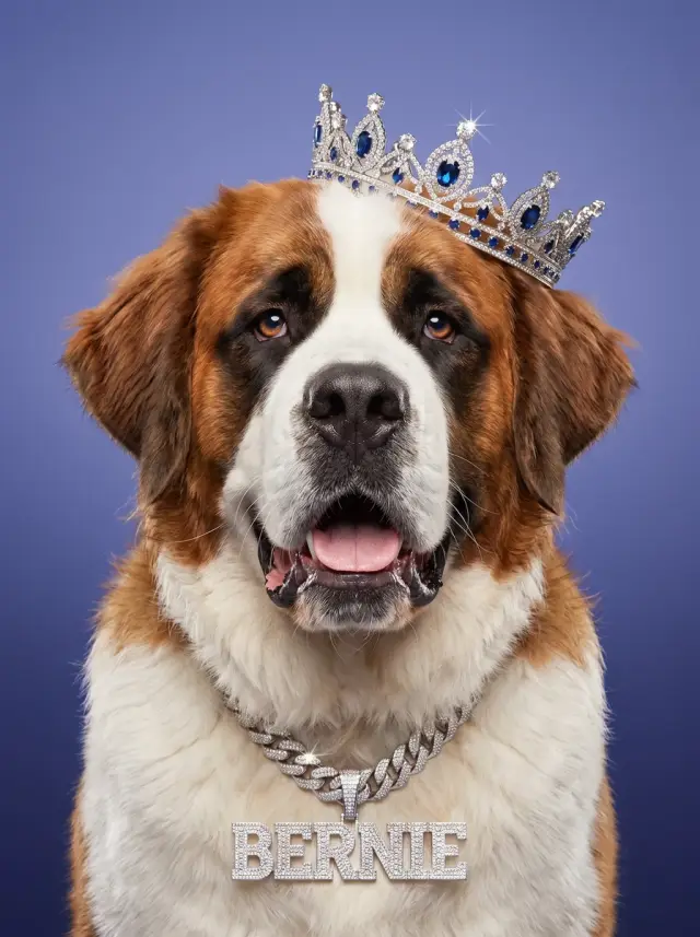 Saint Bernard as The Nameplate, custom pet portrait