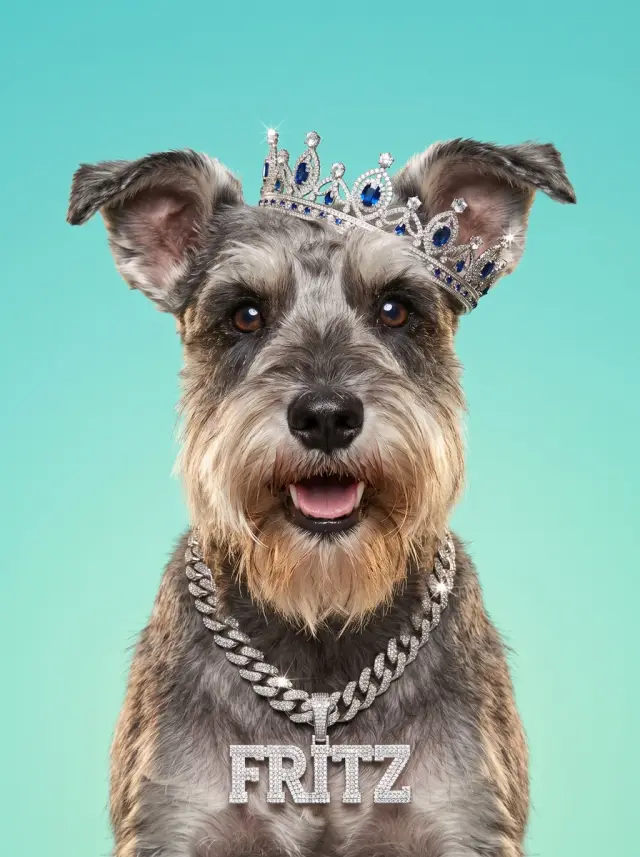 Schnauzer as The Nameplate, custom pet portrait