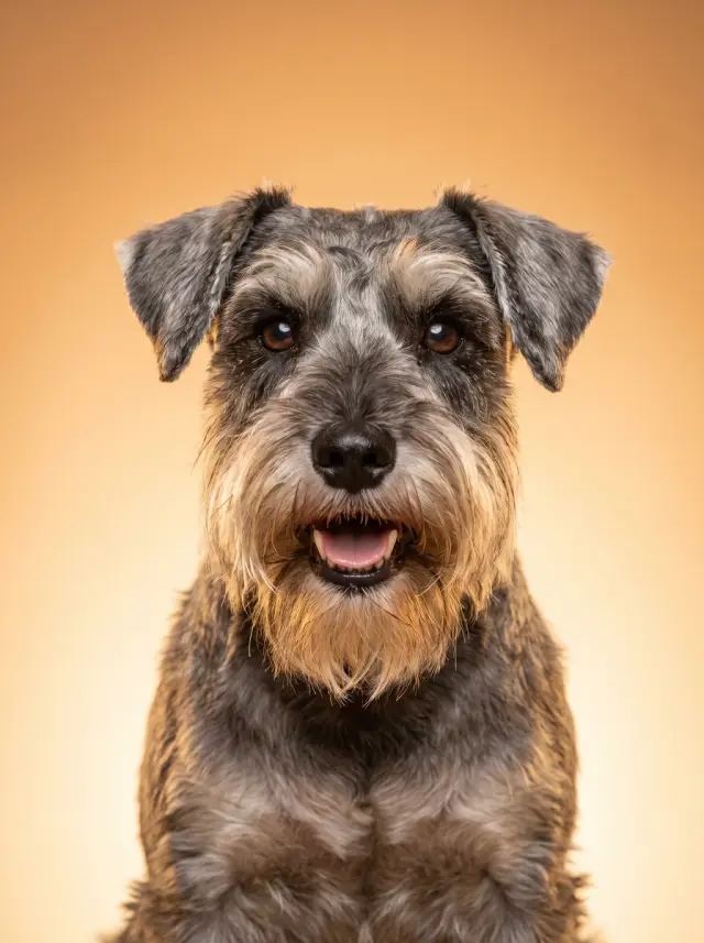 Schnauzer as The Modern Portrait, custom pet portrait