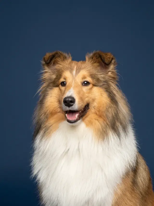 Colour Field, shown on a Shetland Sheepdog