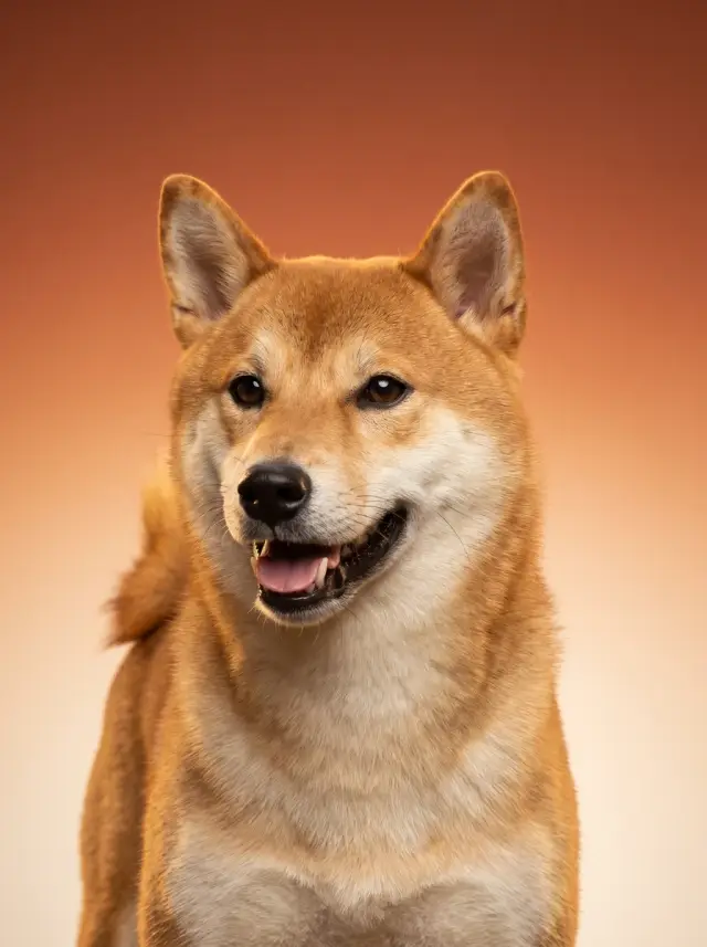 Shiba Inu as Colour Field, custom pet portrait