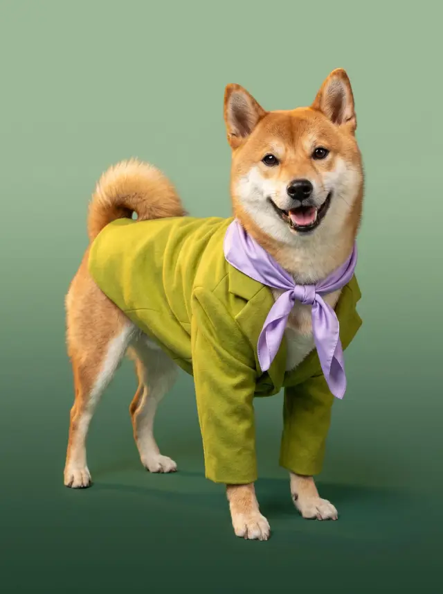 Shiba Inu as Colour Story, custom pet portrait
