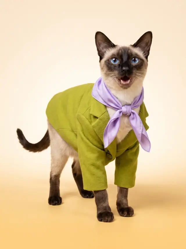 Siamese Cat as Colour Story, custom pet portrait