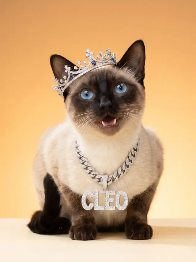 The Nameplate, shown on a Siamese Cat