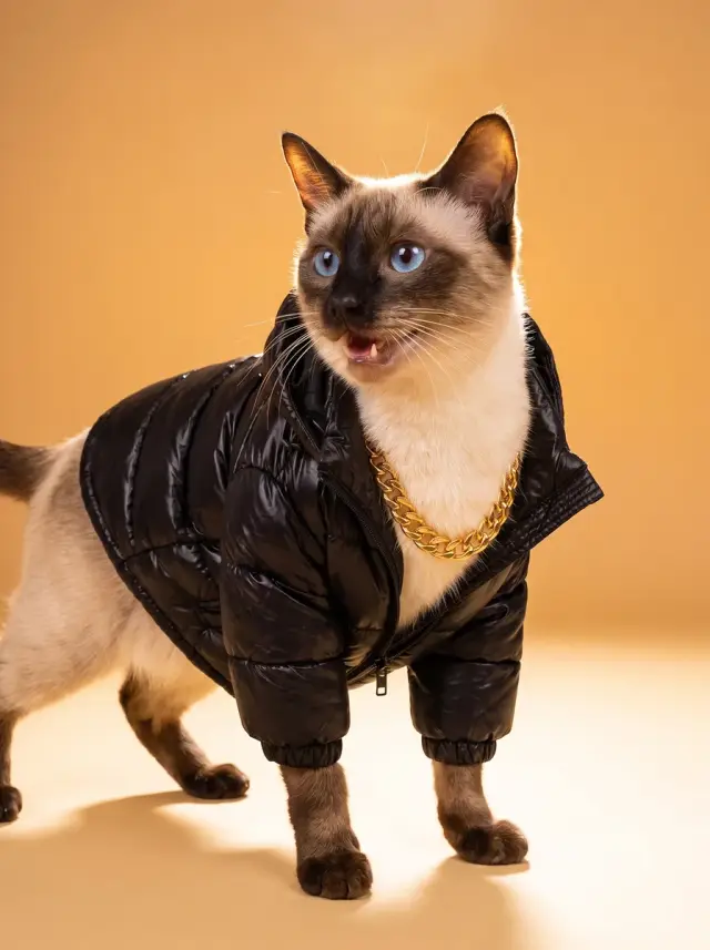 Siamese Cat as Street Style, custom pet portrait