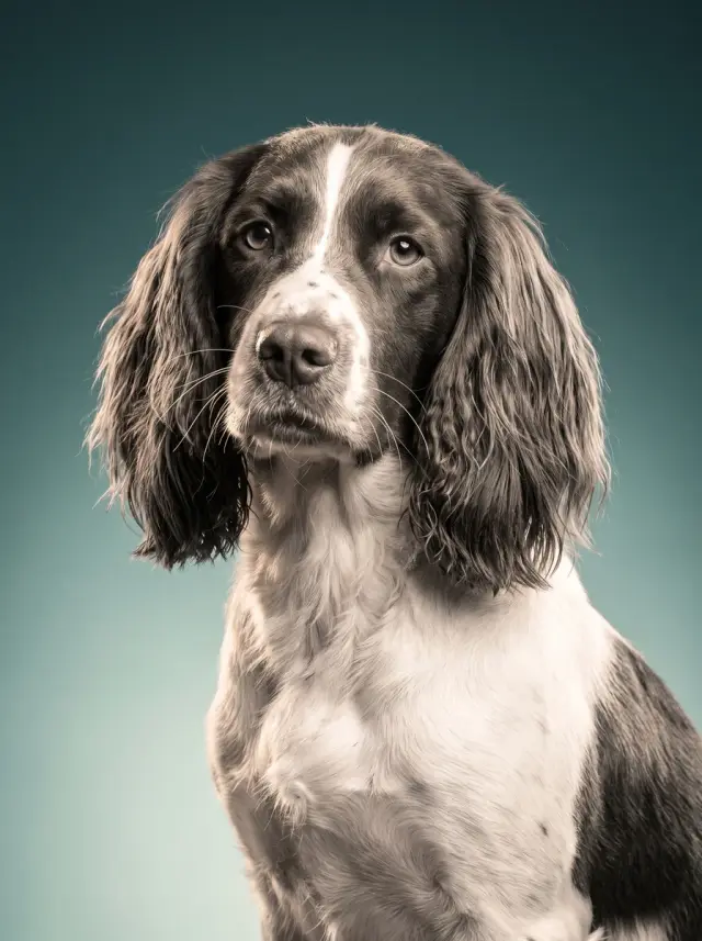 Springer Spaniel as Monochrome, custom pet portrait