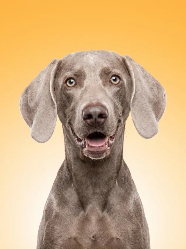 Weimaraner as Colour Field, custom pet portrait