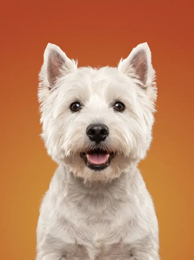 West Highland White Terrier as Colour Field, custom pet portrait
