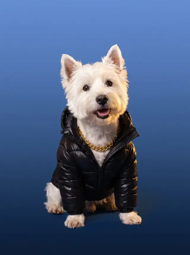 West Highland White Terrier as Street Style, custom pet portrait