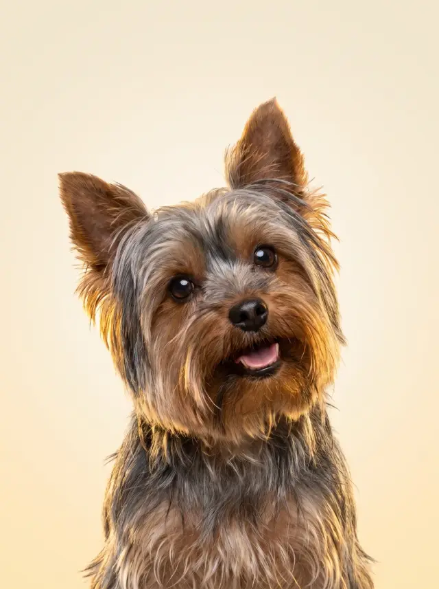 Yorkshire Terrier as Colour Field, custom pet portrait