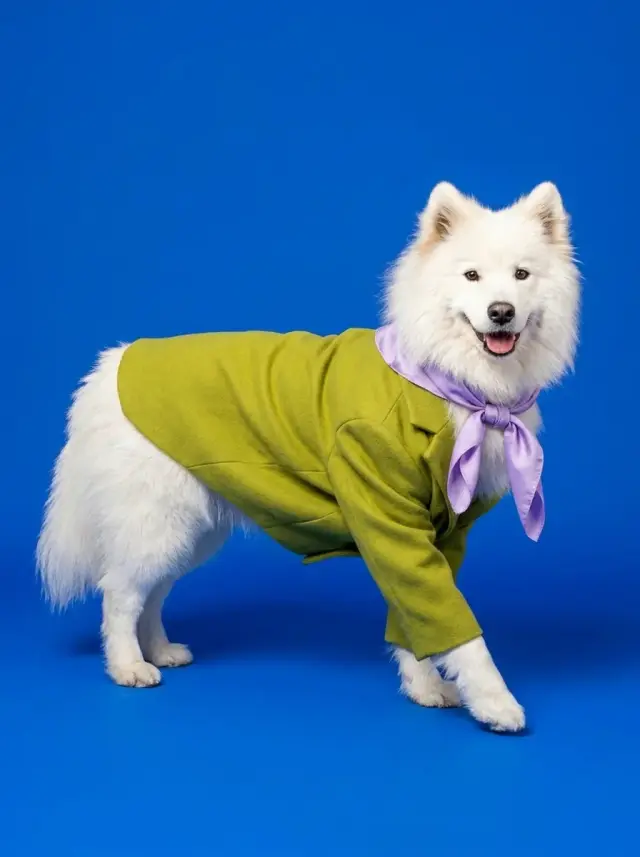 Goldendoodle as Colour Story