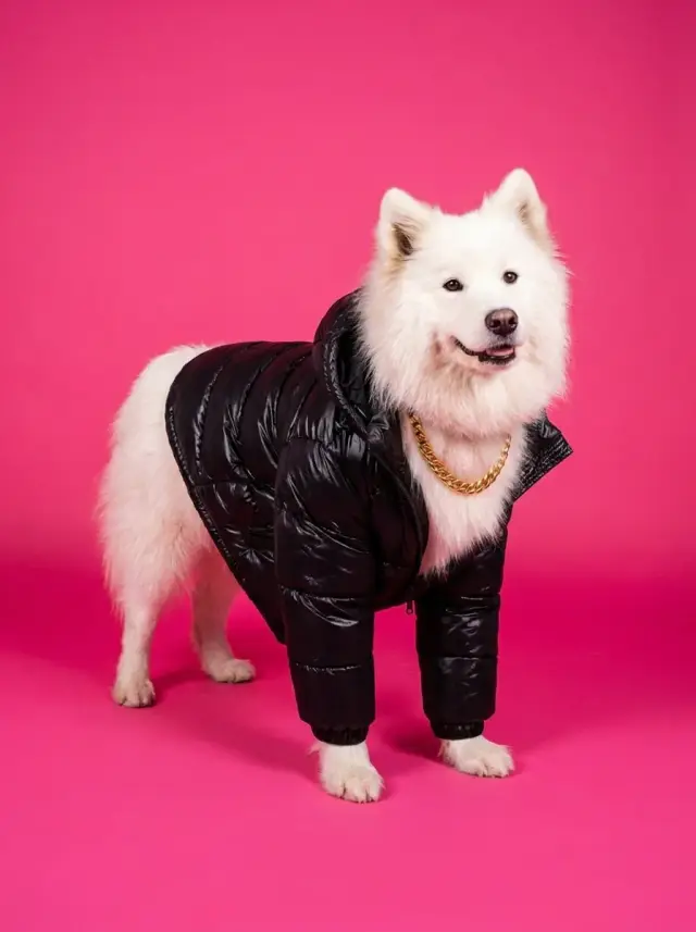 Pitbull as Street Style