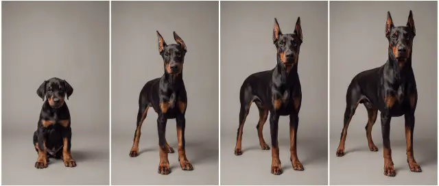 Doberman as Year by Year, custom pet portrait